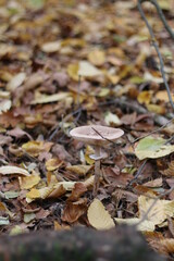 mushroom in the forest in the leaves