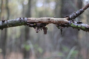 branch from a tree close-up