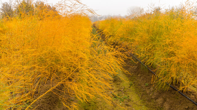 autumn landscape in France