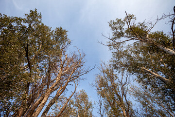 Fototapeta premium Natural Landscape with Big Trees