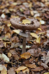 large brown mushroom in leaves
