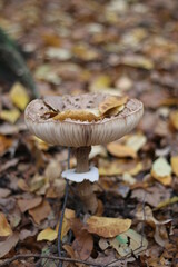 large brown mushroom in leaves