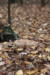 large brown mushroom in leaves
