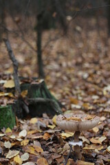large brown mushroom in leaves