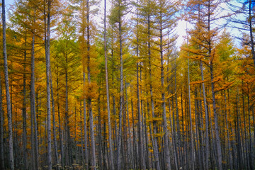 カラマツの紅葉