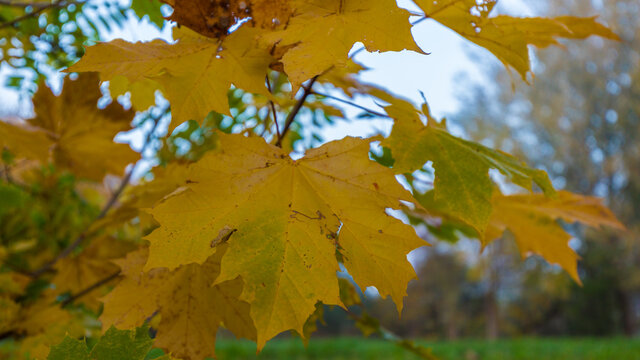 autumn landscape in France