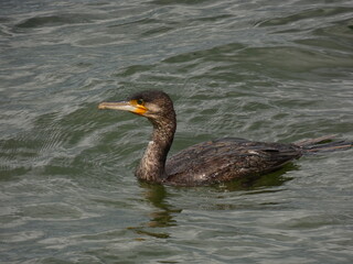 Great cormorant - continental (Phalacrocorax carbo sinensis) swimming in the sea, Gdynia, Poland