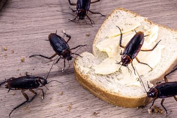Many cockroaches feeding on scraps of food on the table, the American Periplaneta. Cockroach infestation concept