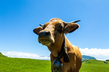 Young funny cow eating grass in the meadow in Swiss Alps, France. Concept about animals, nature and environment. 