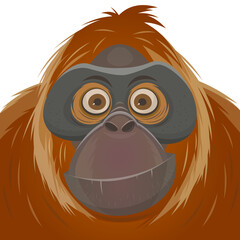 cartoon illustration of an orangutan ape © shockfactor