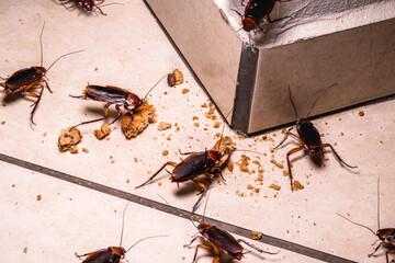 Fototapeta infestation of cockroaches indoors, photo at night, insects on the floor eating leftover food obraz