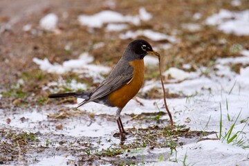 robin with worm