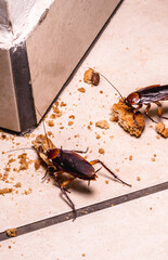 infestation of cockroaches indoors, photo at night, insects on the floor eating leftover food