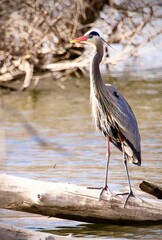 Blue Heron standing on log