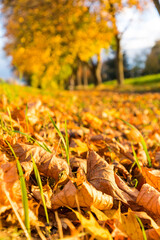 autumn leaves on the ground
