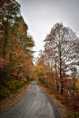 Fototapeta na wymiar Vibrant Autumn Colors in Irish Forest