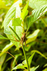 Costa Rica,  the border with Panama is the Rio Yorkin. The only way to visit the indian people is a trip by boat.