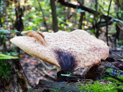 Mushroom in the forest: A large white and brown crowned mushroom fungi with dark stem and black middle with lopsided growth growing out a fallen tree branch