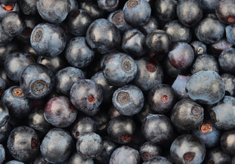 Blueberry, close up