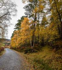 Obraz premium Vibrant Autumn Colors in Irish Forest