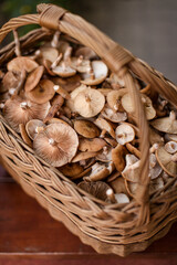 A basket with Kuehneromyces mutabilis, known as the sheathed woodtuft, is an edible mushroom that grows in clumps on tree stumps or other dead wood.