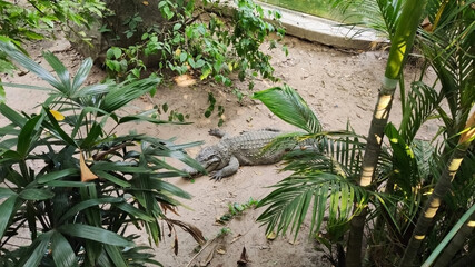 Crocodile alligator in the Saigon Zoo. Ho Chi Minh City. Vietnam. South-East Asia
