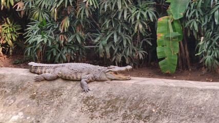 Crocodile alligator on the rock in the Saigon Zoo. Ho Chi Minh City. Vietnam. South-East Asia