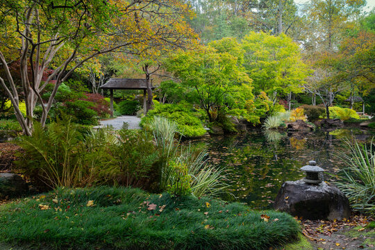 First colors of autumn in the Japanese Garden by the pond and pagoda.