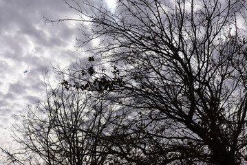 Dark Trees with Falling Dried Dead Leaves in the Fall with Puffy Dark Clouds