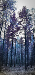 Abstract Blue Forest in Irish Countryside