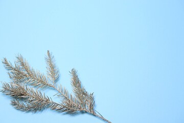branches of a pine