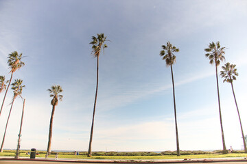 Tall palm trees.
