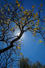 Golden trumpet tree or Yellow ipe tree (Handroanthus chrysotrichus), Tiradentes, Brazil 