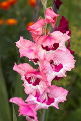 Blooming beautiful gladioli bloom in the garden among other flowers. Large-flowered pink gladiolus with a dark center (Wine and Roses). Gardening background. Growing flowers in the garden.