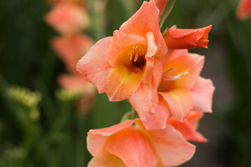 Fototapeta na wymiar Blurred background, flower out of focus. Beautiful orange gladiolus grow and bloom in the garden. Floral background growing summer flowers