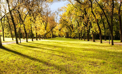 Autumn Landscape. Trees and Leaves in Sunlight Rays.