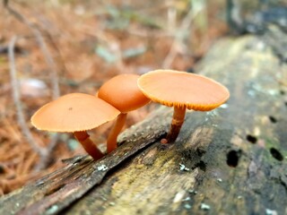 mushroom in the forest