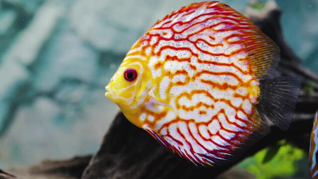 View of gorgeous checkerboard red map discus aquarium fish isolated on background. Hobby concept.