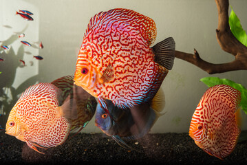 Colorful fish from the spieces Symphysodon discus in aquarium.