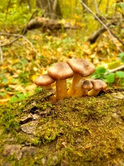 mushrooms in the forest