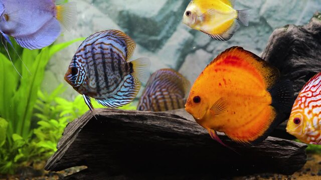 Close up view of discus fish swimming in planted aquarium. Tropical fishes. Beautiful nature backgrounds. Hobby concept.