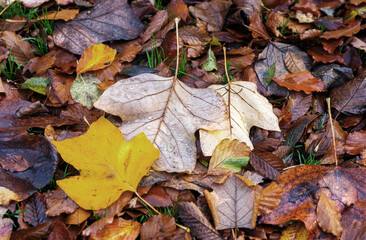 Buntes Herbstlaub mit Ahornblättern, Hintergrund