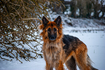 German Shepherd in the snow