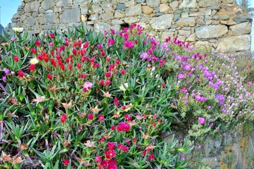 Flowers in a garden in Brittany. France