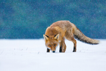Fox in winter. Red fox, Vulpes vulpes, sniffs about prey on forest meadow in snowfall. Orange fur...
