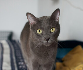 Fototapeta na wymiar Closeup shot of a cute gray cat with bright green eyes