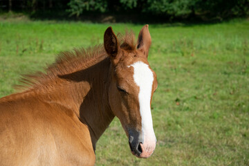 horse in the meadow