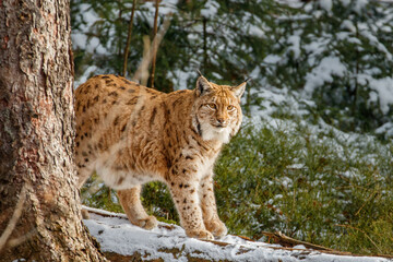 Naklejka na ściany i meble Eurasian lynx, Lynx lynx, appearing from behind tree in winter forest. Beast of prey from Bavarian forest National park. Beautiful wild big cat. Wildlife scene from nature. Habitat Europe, Asia.
