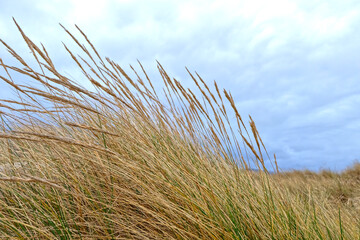 beach grass and cloudy sky in the wind
