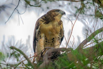 A hawk looking for food